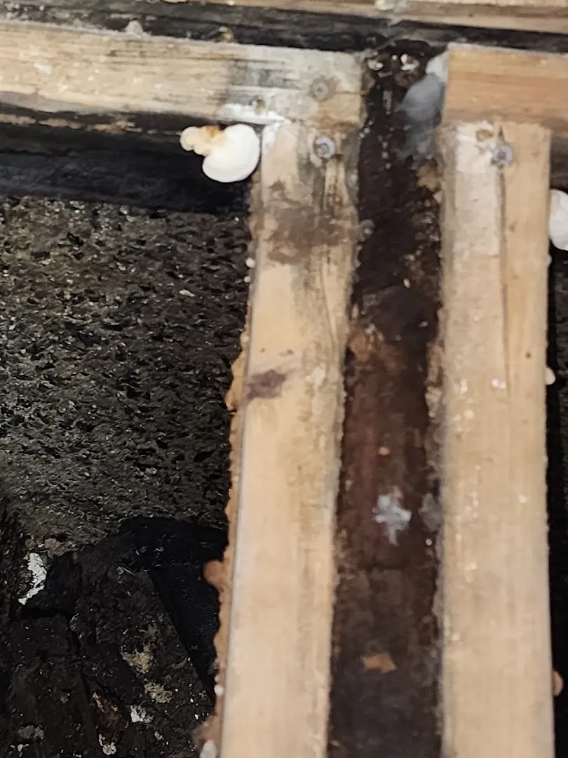 Procyon Restoration — work photo